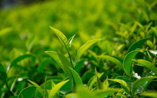 土方法去於青有哪些