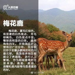 保護(hù)珍稀動物有哪些方法