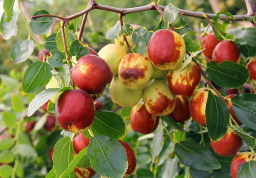 棗樹管理要掌握哪些好的方法