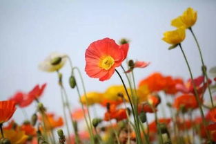 草花播種主要有哪些方法