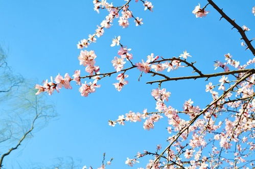 三月桃花水用了哪些修辭方法