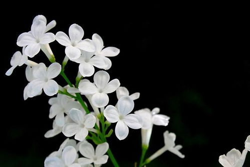 丁香結(jié)的表達方法有哪些