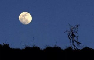 關(guān)于明月明月的詩句