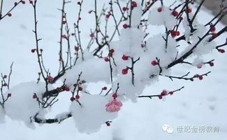 冬天梅花的詩(shī)句古詩(shī)