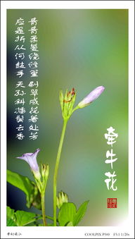 牽牛花的頑強(qiáng)詩句古詩