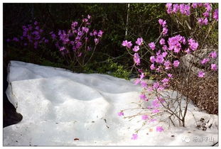 關(guān)于贊美映山紅頑強(qiáng)的詩句