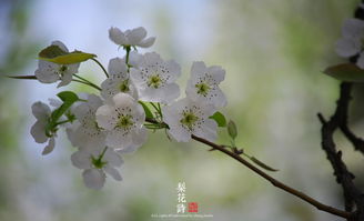 關(guān)于梨花的詩古詩句