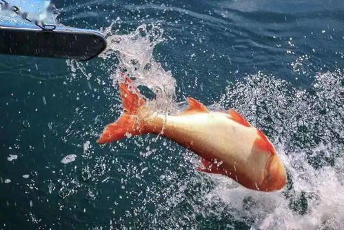 關(guān)于魚的詩句和賞析