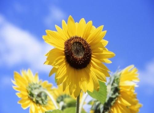 向日葵古詩句,關(guān)于向日葵的古詩句,描寫向日葵的古詩句