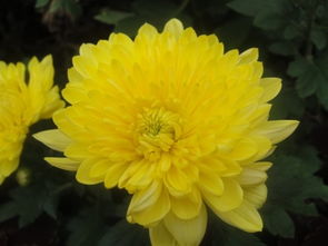 描寫秋天的花的古詩(shī)句有哪些