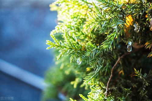 松柏,古詩,詩句