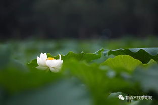 關(guān)于植物輪回的詩(shī)句