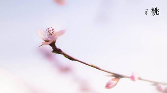 題桃樹的古詩句