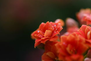 長(zhǎng)壽花的古詩(shī)句