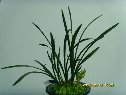 關(guān)于夏天蘭花的詩(shī)句