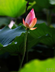 鳥荷花的詩句古詩大全