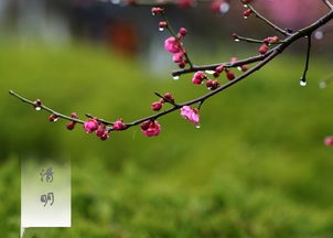 古詩,詩句,清明節(jié),大全