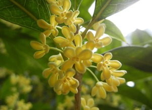 關于月亮和桂花的詩句