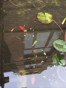 關(guān)于池塘水清的詩句