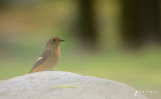 關(guān)于秋天天鳥兒的詩句