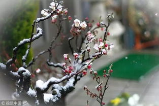 關于梅的古詩句有哪些,關于梅的古詩句子,帶有梅的古詩句