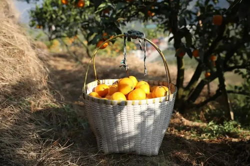 關(guān)于橙黃橘春的詩句