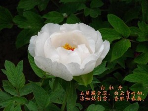 關(guān)于白牡丹的詩句古詩