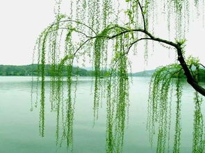 關(guān)于柳樹(shù)和荷花的詩(shī)句