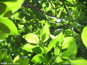 關(guān)于葉子茂盛的詩句