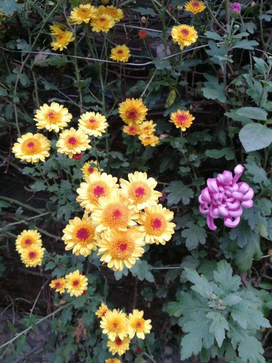 關(guān)于詠菊花的詩(shī)句有哪些