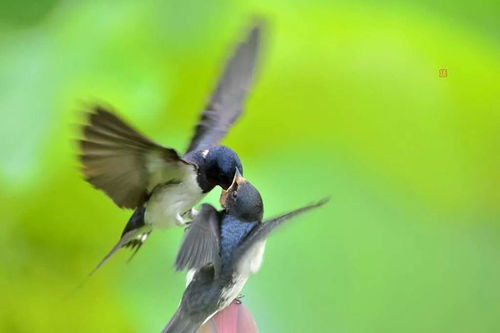 關(guān)于飛禽走獸詩(shī)句