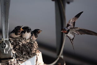 關(guān)于燕子一家的詩(shī)句