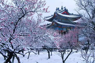 古代詩詞中與花有關(guān)的詩句,古代詩詞中與花有關(guān)的詩句有哪些,古代詩詞中關(guān)于槐花的詩句