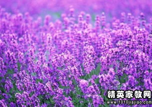 關(guān)于薰衣草的唯美詩(shī)句