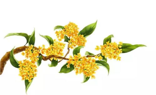 自編一首關(guān)于詠桂花的詩句