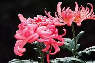 帶菊花的詩(shī)句古詩(shī)