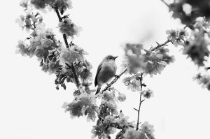 唐代,詩句,描寫,桃花