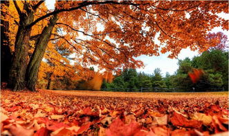 詩句,詩人,秋天