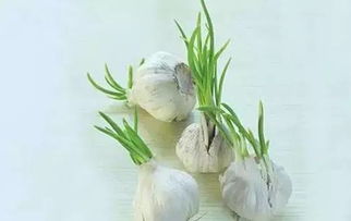 關于大蒜發(fā)芽的詩句