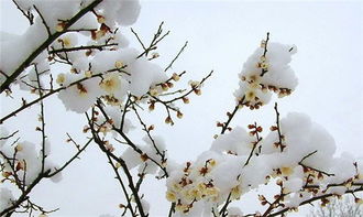 關(guān)于下雪時候的詩句