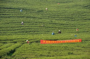 有沒有關(guān)于艾的詩句