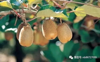 美篇關于水果的詩句