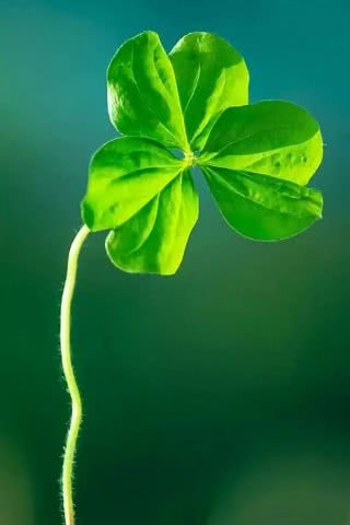 關(guān)于春天的小草詩(shī)句