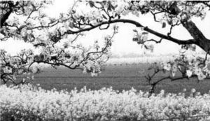 春意盎然,詩(shī)句,表達(dá)