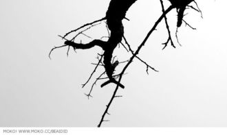 關于樹和藤的詩句