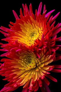 古時(shí)關(guān)于菊花的詩句