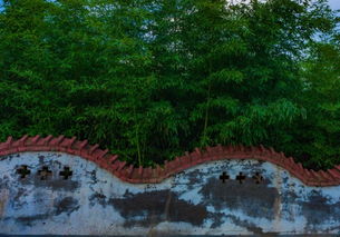 竹子的詩(shī)句古詩(shī)王維