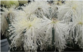 有關(guān)四君子的古詩(shī)句