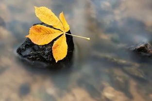 描寫秋葉詩句古詩,描寫秋葉的詩句古詩小學,描寫秋葉的詩句古詩三年級