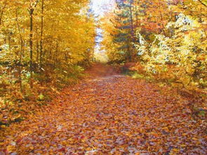 秋天落葉古詩句